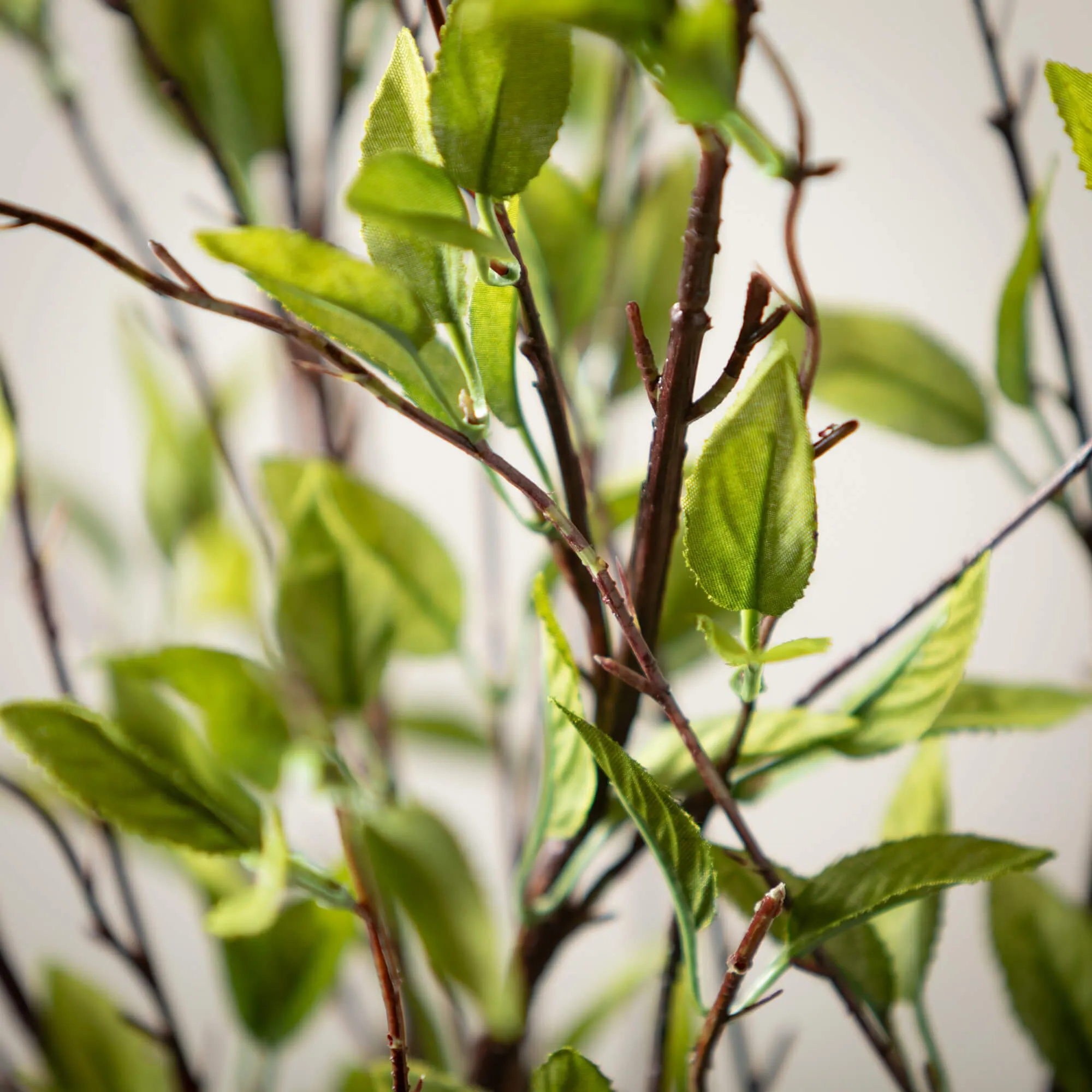 Foliage Branch
